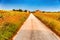 Sunflowers along a country dirt road