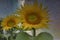 Sunflowers in Alsace in France