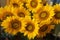 Sunflowers background. Close up of yellow sun flowers decoration in a vase on the table. Spring or summer flower backgrounds.