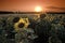 Sunflowers on a background of magic sunshine