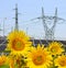 Sunflowers in the background solar panels and pylons