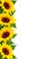 Sunflowers Background With Sunflower And Leaves.