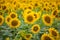 Sunflowers background in sunny day. Agriculture business concept