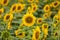 Sunflowers background in sunny day. Agriculture business concept