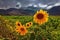 Sunflowers backlit by sunshine in field in a cloudy day