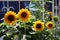 Sunflowers on the balcony