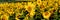 Sunflowers banner. Beautiful landscape with sunflowers. Many flowers