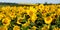 Sunflowers banner. Beautiful landscape with sunflowers. Many flowers