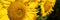 Sunflowers banner. Beautiful landscape with sunflowers. Many flowers