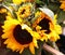 Sunflowers Beautiful Yellow For Sale in Wooden Bin