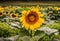 Sunflowers beginning to bloom, Jasper, Georgia, USA