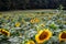 Sunflowers beginning to bloom, Jasper, Georgia, USA