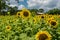 Sunflowers Beginning to Droop