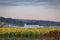 Sunflowers in bloom on farmland with rolling hills, white barn and High Point State Park in distance at sunrise in fall