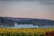 Sunflowers in bloom on farmland with rolling hills, white barn and High Point State Park in distance at sunrise in fall