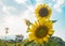 Sunflowers bloom in the garden blue sky and clouds backgrounnd