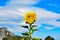 Sunflowers bloom in the morning at the outdoor flower garden