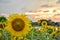 Sunflowers bloom in the park Sun light in the evening