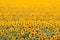 Sunflowers bloom in summer field, cloudy sky, shadowless creative design pattern, agricultural background