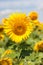 Sunflowers blooming against a bright sky,