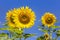 Sunflowers blooming on blue sky background