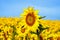 Sunflowers blooming in the bright blue sky