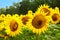 Sunflowers blooming in the bright blue sky