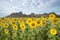 Sunflowers blooming in the bright blue sky, nice landscape with