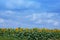 Sunflowers blooming in the bright blue sky, nice landscape with sunflowers