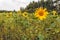 Sunflowers blooming in a field edge