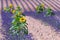 Sunflowers and blooming lavender in Valensole, Provance, France.