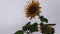 Sunflowers blooming with light wind on sky background