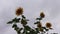 Sunflowers blooming with light wind on sky background