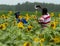 Sunflowers blooming in the Missouri Conservation lands st Louis, Mo.