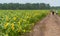 Sunflowers blooming in the Missouri Conservation lands st Louis, Mo.