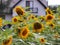 Sunflowers blooming near the house. Production of vegetable oil. Agroindustrial farming. Decoration and landscaping around living