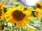 Sunflowers blooming near the house. Production of vegetable oil. Agroindustrial farming. Decoration and landscaping around living