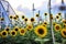 Sunflowers blooming in Sunflower Garden