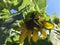 Sunflowers Blossoming in Bright Sunlight in July at Brighton Beach in Brooklyn, New York, NY.