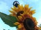 Sunflowers Blossoming during Golden Hour before Sunset in July at Coney Island in Brooklyn, New York, NY.