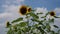 Sunflowers blowing in the wind towards the sun