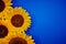 Sunflowers on a blue background