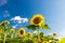 Sunflowers on blue sky background