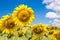 Sunflowers on blue sky background