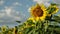 Sunflowers on blue sky background. Fields with sunflowers in the summer