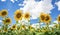 Sunflowers blue sky and White Clouds Nature Sommer Season