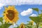 Sunflowers blue sky and White Clouds Nature Sommer Season