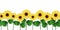 Sunflowers border. Seamless blooming sunflowers and leaf horizontal pattern, paper floristry rustic style, floral decor