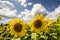 Sunflowers in Burgundy