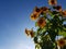 Sunflowers bush & sky